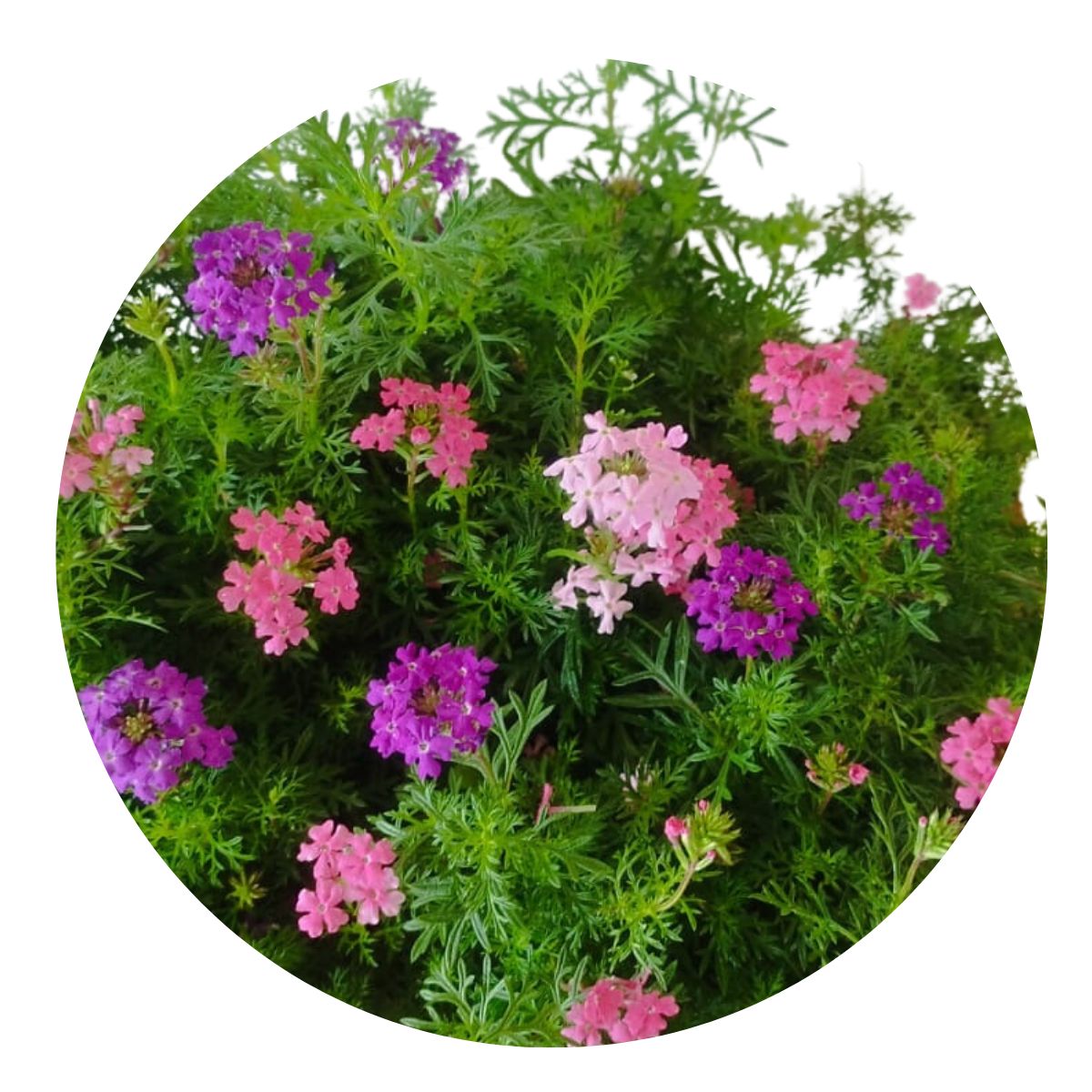 5 Mudas Mini Verbena Rasteira Sortida (Glandularia tenera)
