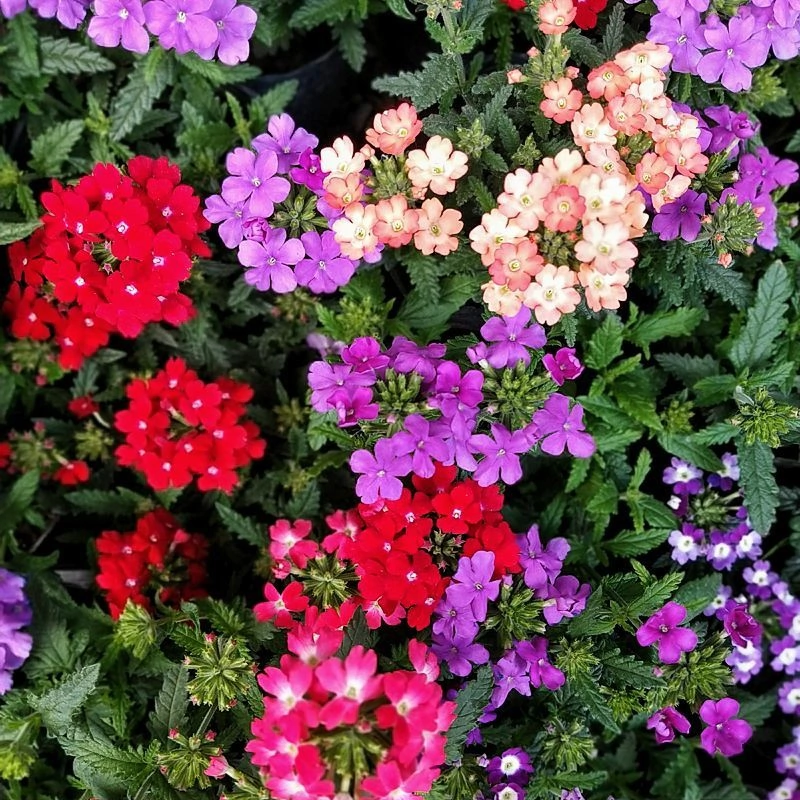 10 Mudas Mini Verbena Rasteira Sortida (Glandularia tenera) - Imagem 3
