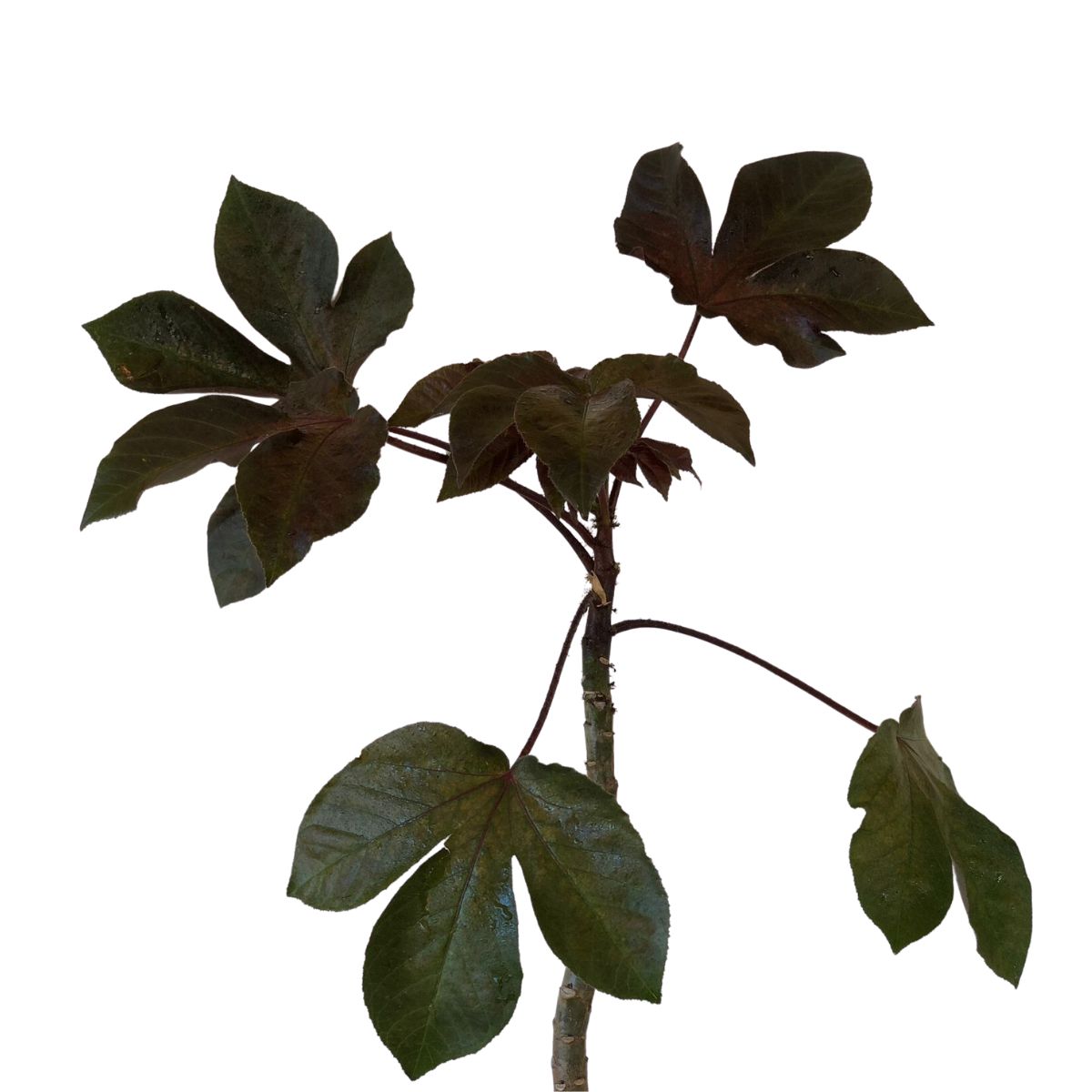 Pinhão Roxo – Jatropha gossypiifolia PT 14 - Imagem 2