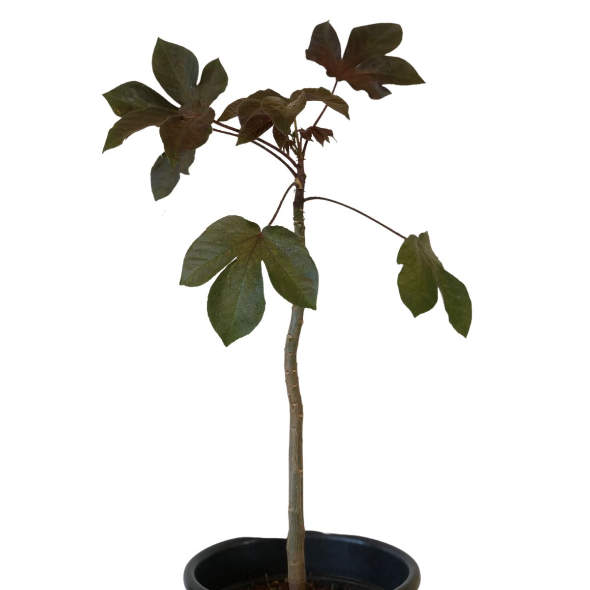 Pinhão Roxo – Jatropha gossypiifolia PT 14 - Imagem 3
