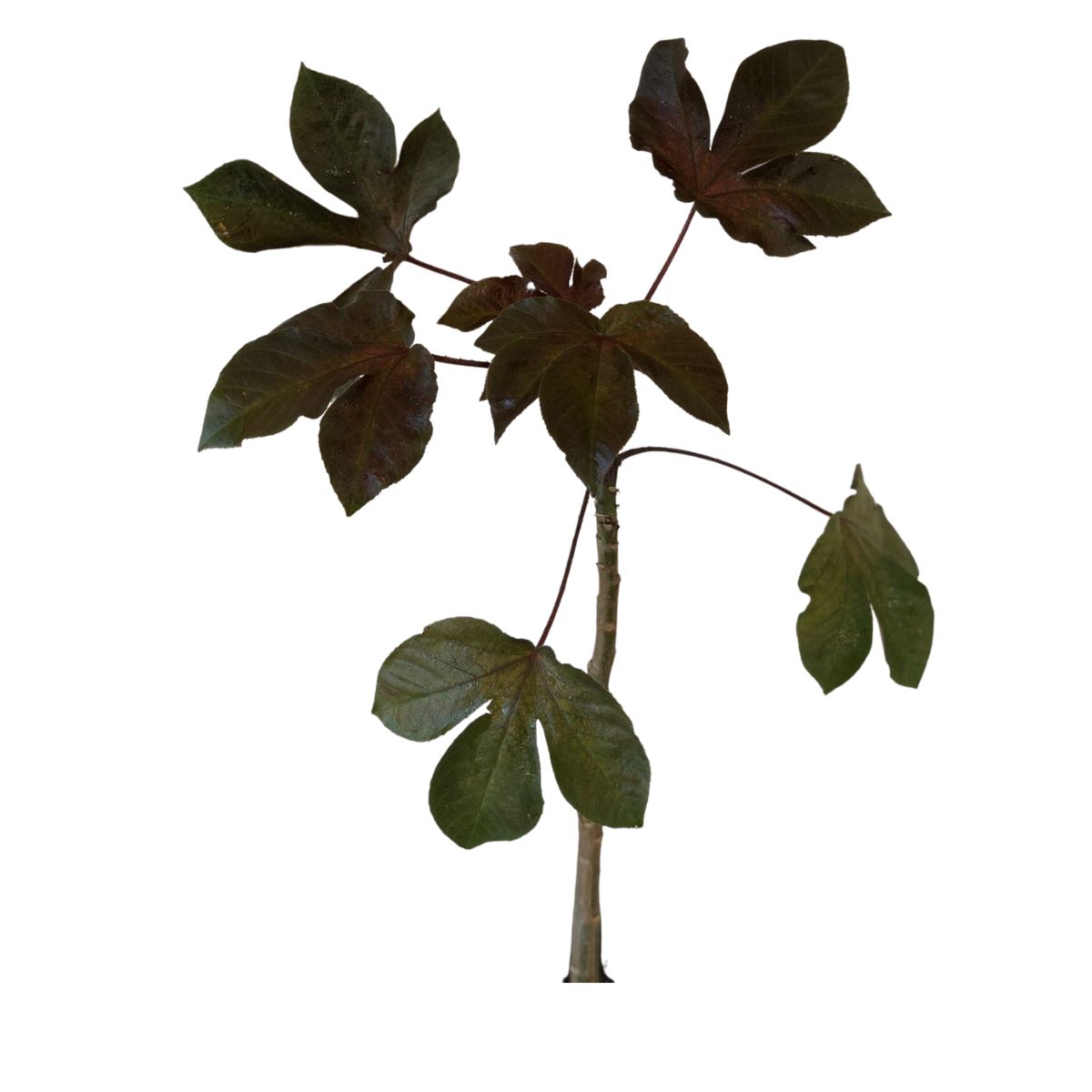 Pinhão Roxo – Jatropha gossypiifolia PT 14 - Imagem 4