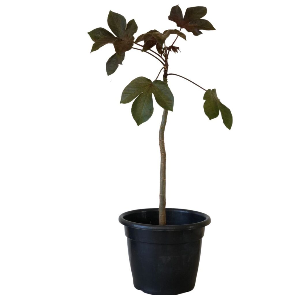 Pinhão Roxo – Jatropha gossypiifolia - 50cm