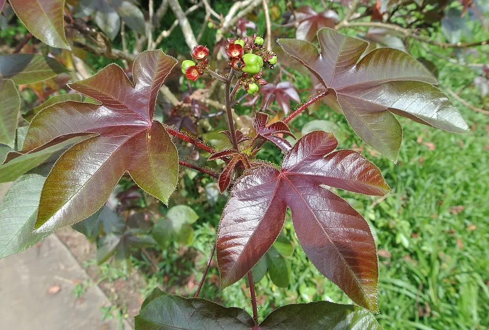 Pinhão Roxo – Jatropha gossypiifolia PT 14 - Imagem 5