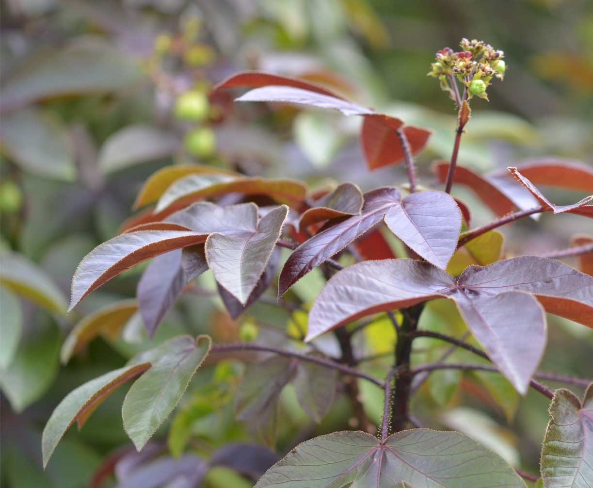 Pinhão Roxo – Jatropha gossypiifolia PT 14 - Imagem 6