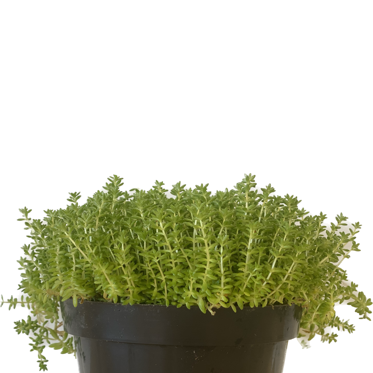 2 Mudas Suculenta-carpete, tapete Sedum rubrotinctum Pote 11 - Imagem 2