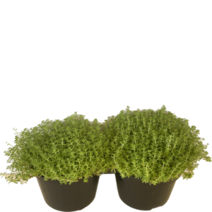 Suculenta-carpete, tapete Sedum rubrotinctum Pote 11