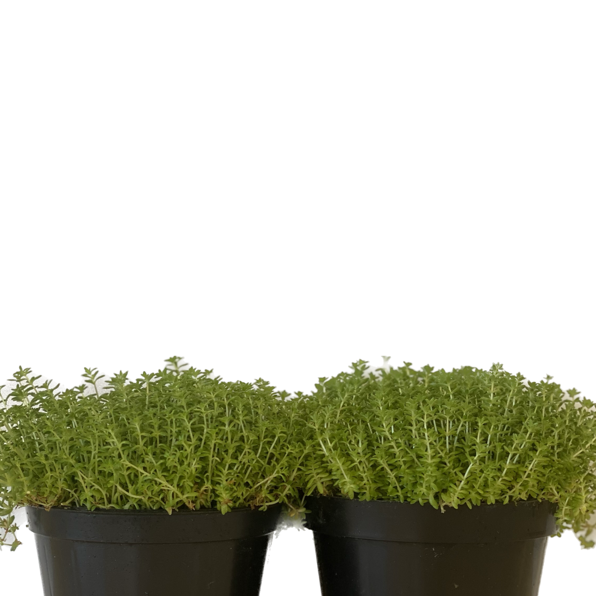 2 Mudas Suculenta-carpete, tapete Sedum rubrotinctum Pote 11 - Imagem 3