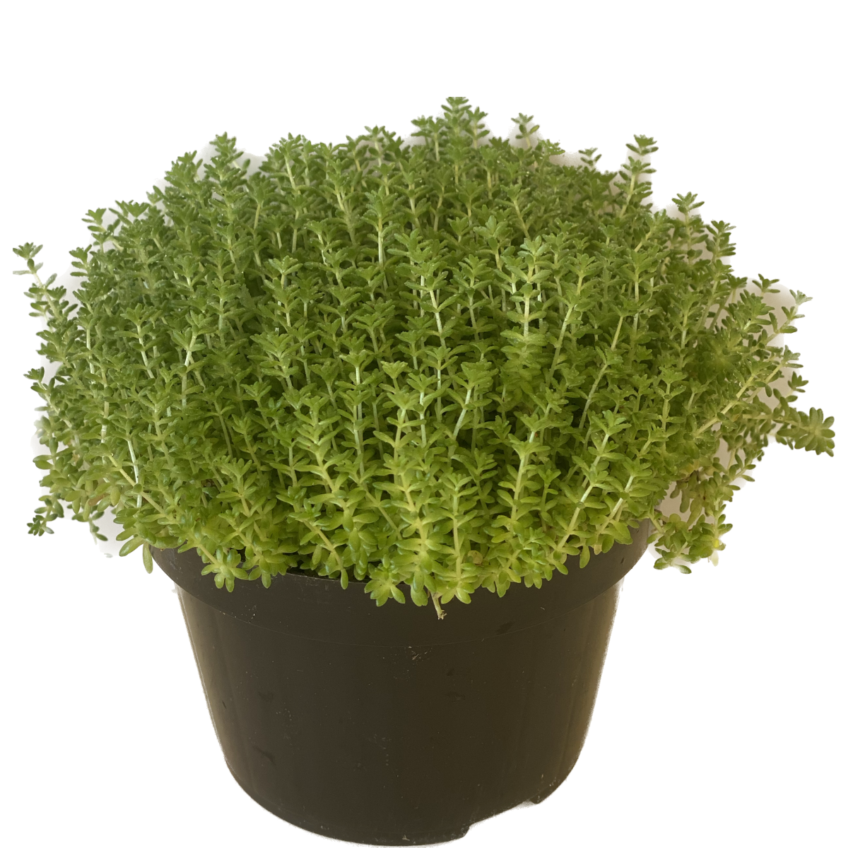 2 Mudas Suculenta-carpete, tapete Sedum rubrotinctum Pote 11 - Imagem 4