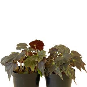 2 Mudas Begonia Black Begonia maculata Black Velvet Pote 11