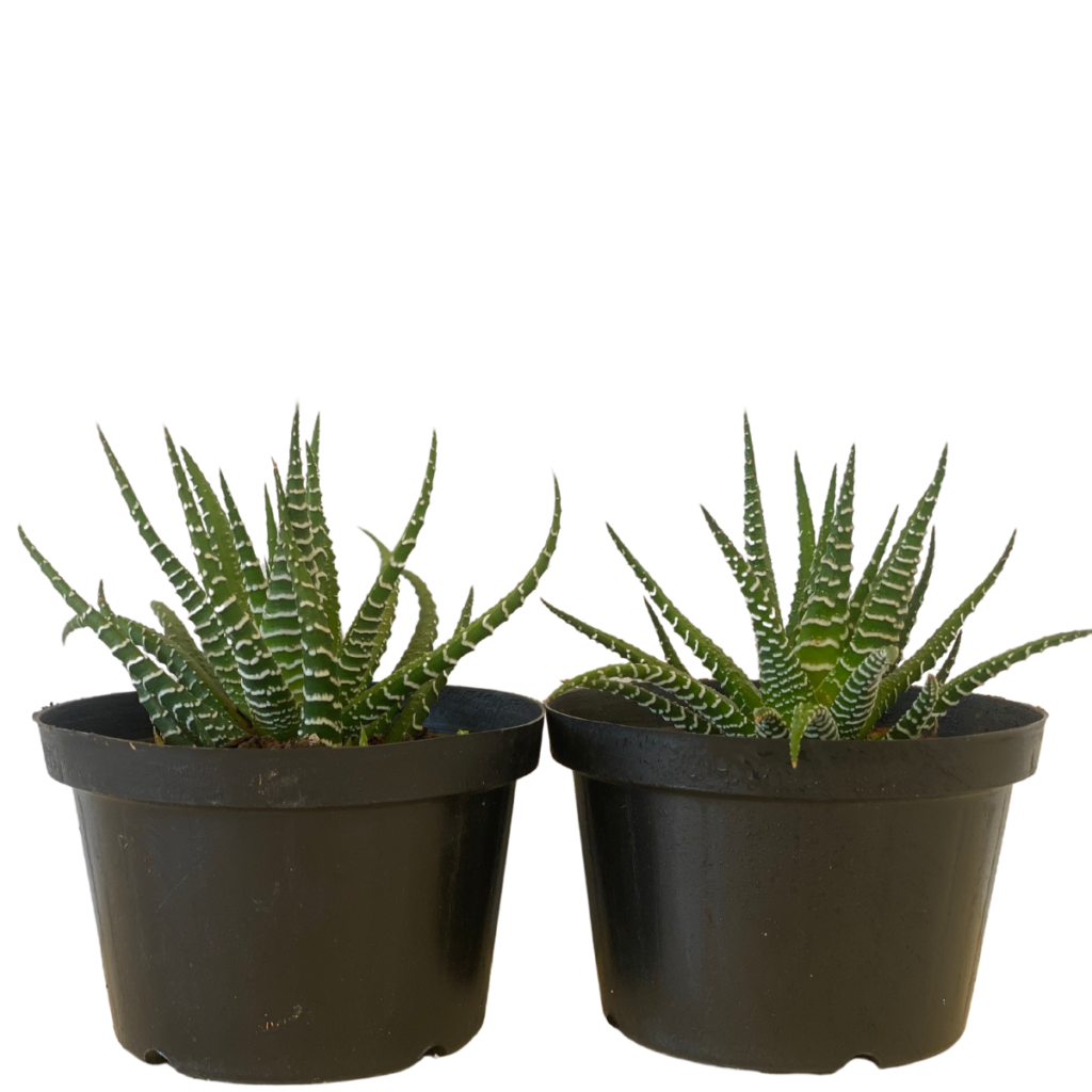2 Mudas Mini Aloe Vera Zebra, Aloe Vera Listrada Pote 11