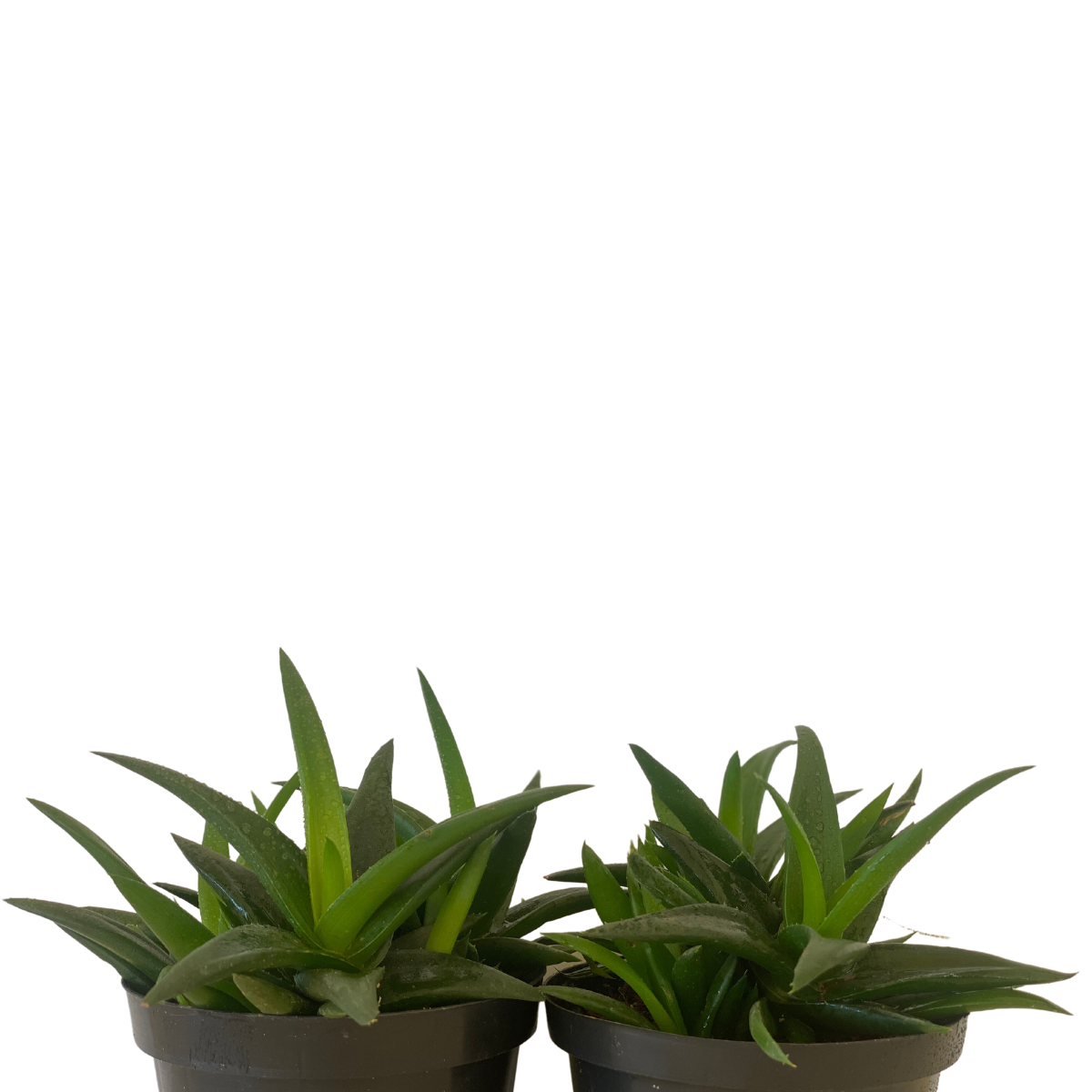 Mini Aloe Vera Verde, Aloe Vera Verde Mini Pote 11 - Imagem 2