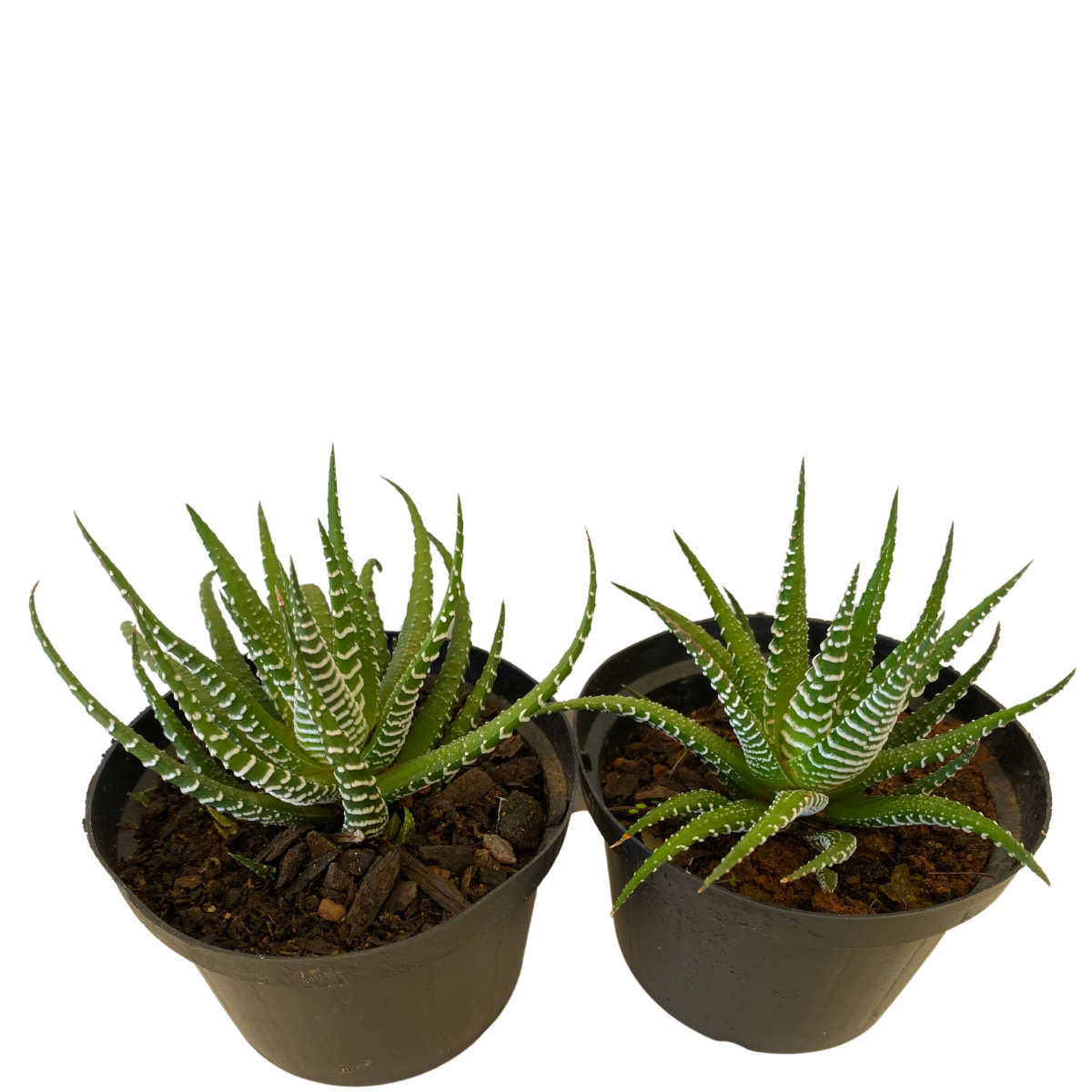 Mini Aloe Vera Verde, Aloe Vera Verde Mini Pote 11
