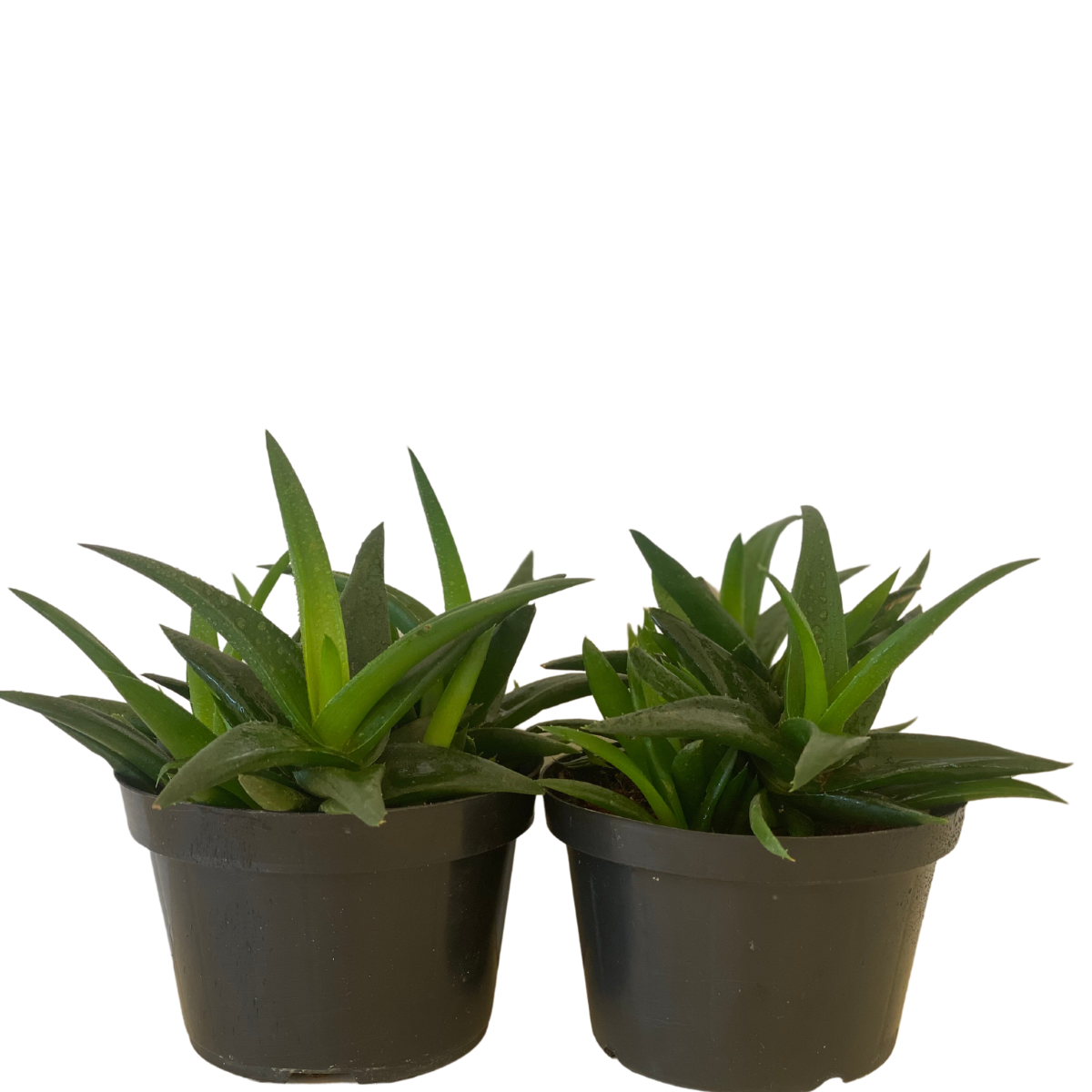 Mini Aloe Vera Verde, Aloe Vera Verde Mini Pote 11 - Imagem 4