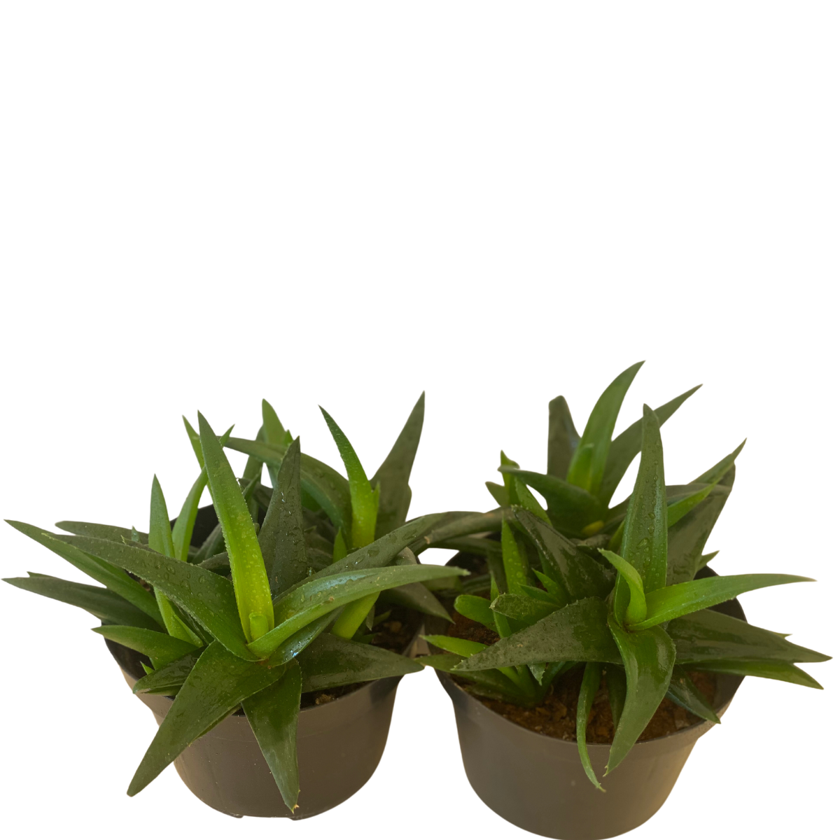 Mini Aloe Vera Verde, Aloe Vera Verde Mini Pote 11 - Imagem 3