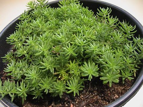 2 Mudas Suculenta-carpete, tapete Sedum rubrotinctum Pote 11 - Imagem 6
