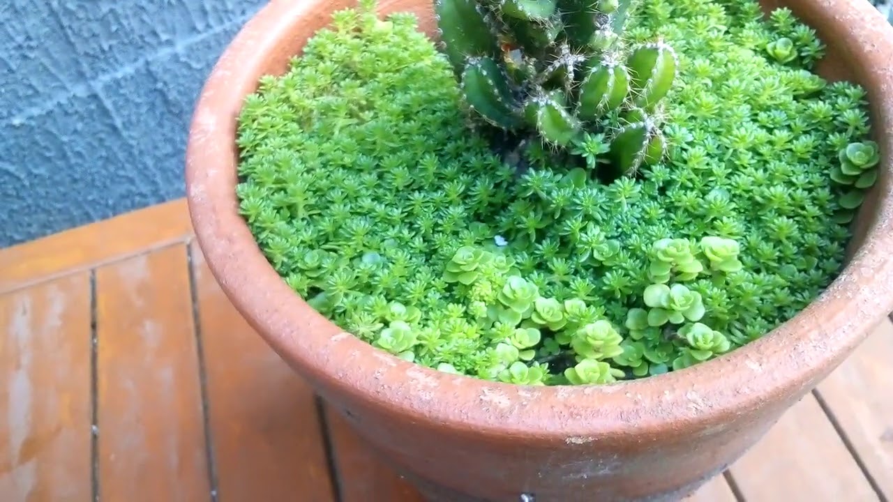 2 Mudas Suculenta-carpete, tapete Sedum rubrotinctum Pote 11 - Imagem 5