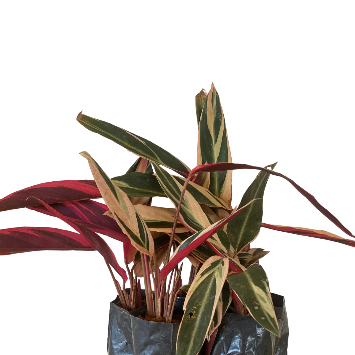 5 Mudas Maranta Tricolor Stromanthe sanguinea Triostar - Imagem 3