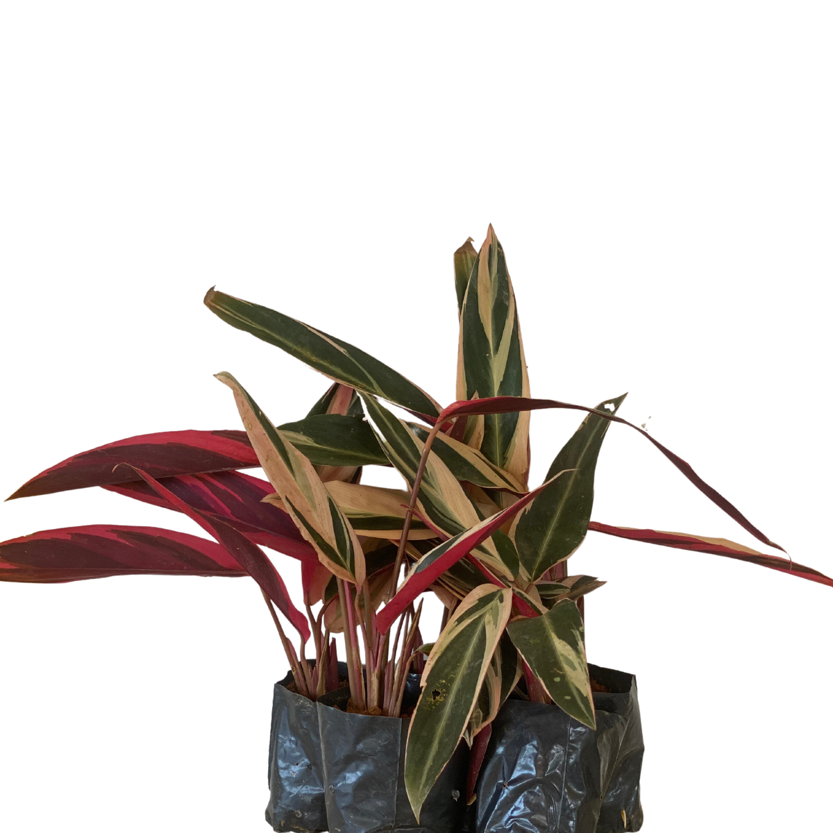 5 Mudas Maranta Tricolor Stromanthe sanguinea Triostar