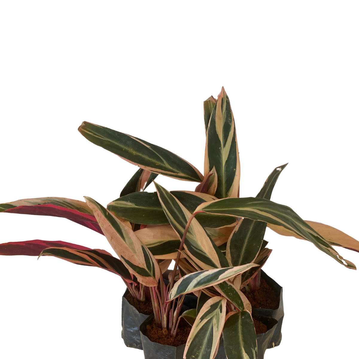 5 Mudas Maranta Tricolor Stromanthe sanguinea Triostar - Imagem 2