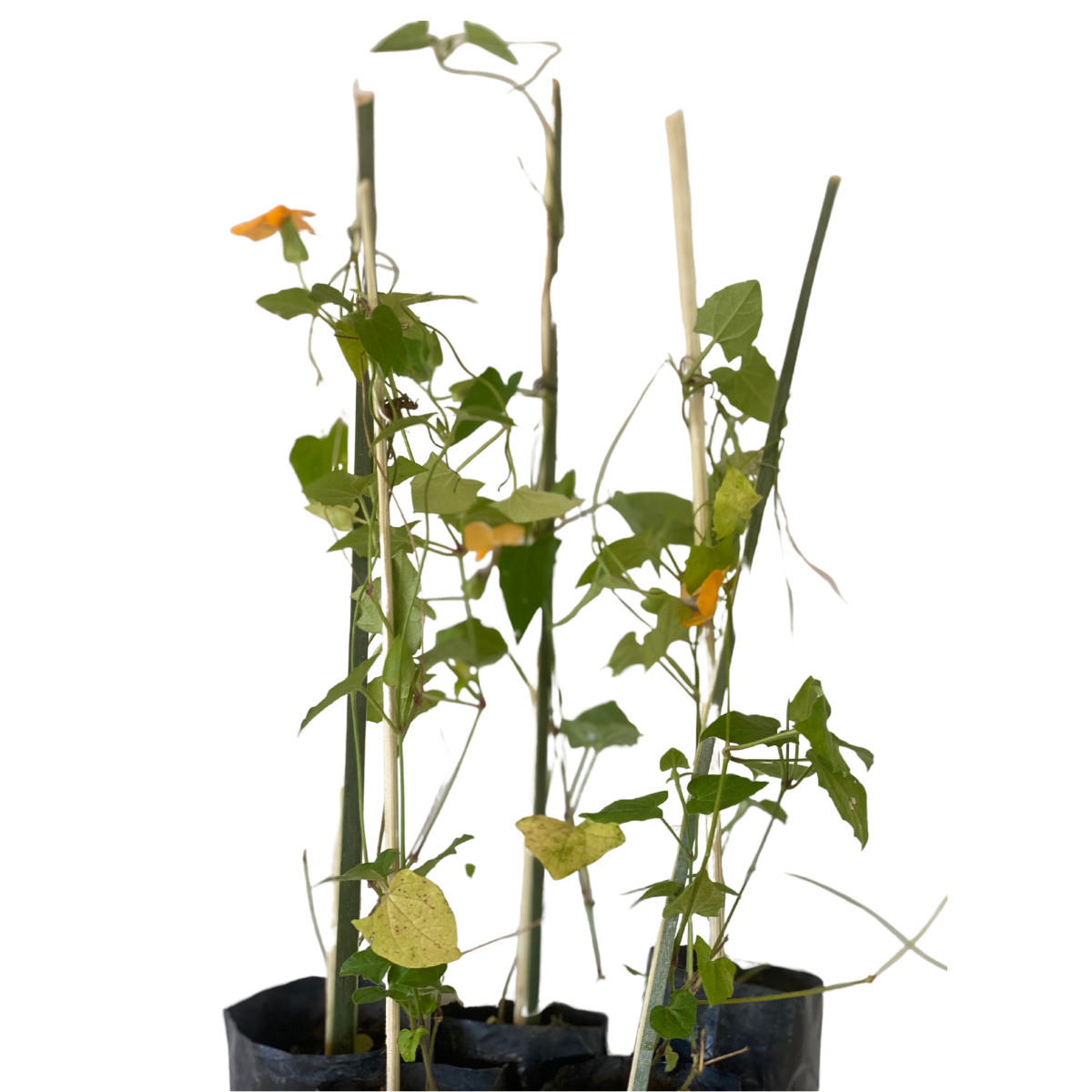 Thumbergia Trepadeira Amarela Thunbergia alata no Saquinho - Imagem 2