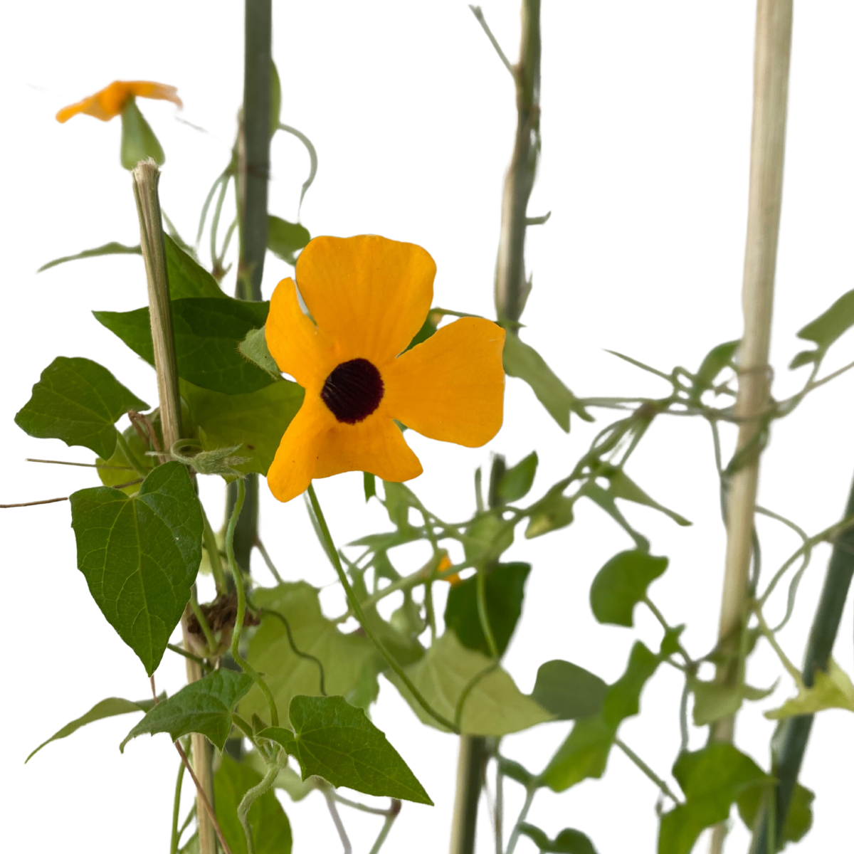 Thumbergia Trepadeira Amarela Thunbergia alata no Saquinho - Imagem 3