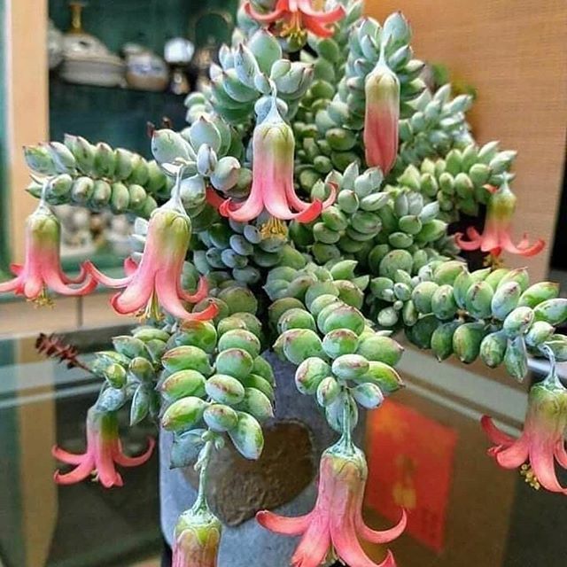 Suculenta Cordão de Botões Pendente Cotyledon Pendens Pote11 - Imagem 5