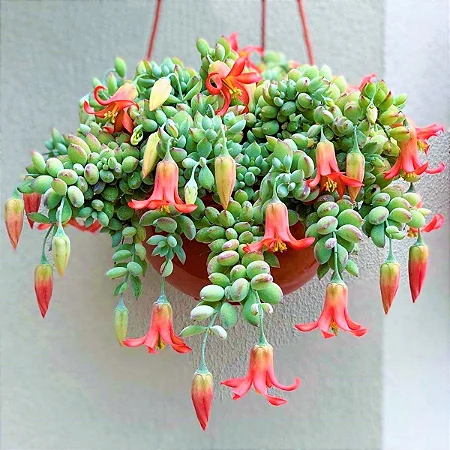 Suculenta Cordão de Botões Pendente Cotyledon Pendens Pote11 - Imagem 2