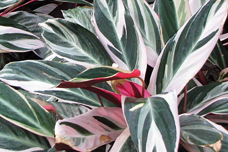 Maranta Tricolor Stromanthe sanguinea Triostar no Saquinho - Imagem 4
