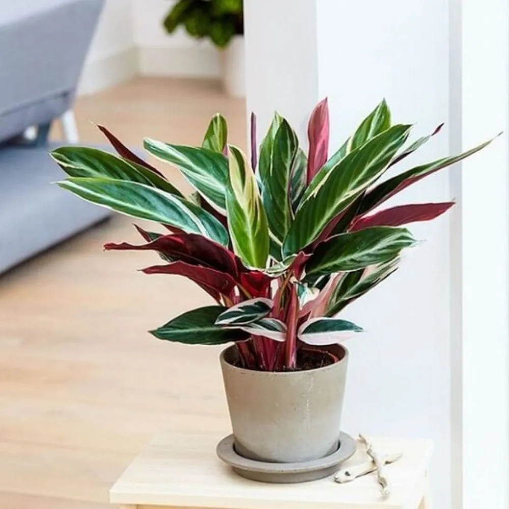 5 Mudas Maranta Tricolor Stromanthe sanguinea Triostar - Imagem 5