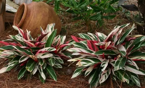 5 Mudas Maranta Tricolor Stromanthe sanguinea Triostar - Imagem 6