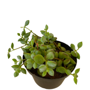 Suculenta Cordão de Botões Pendente Cotyledon Pendens Pote11