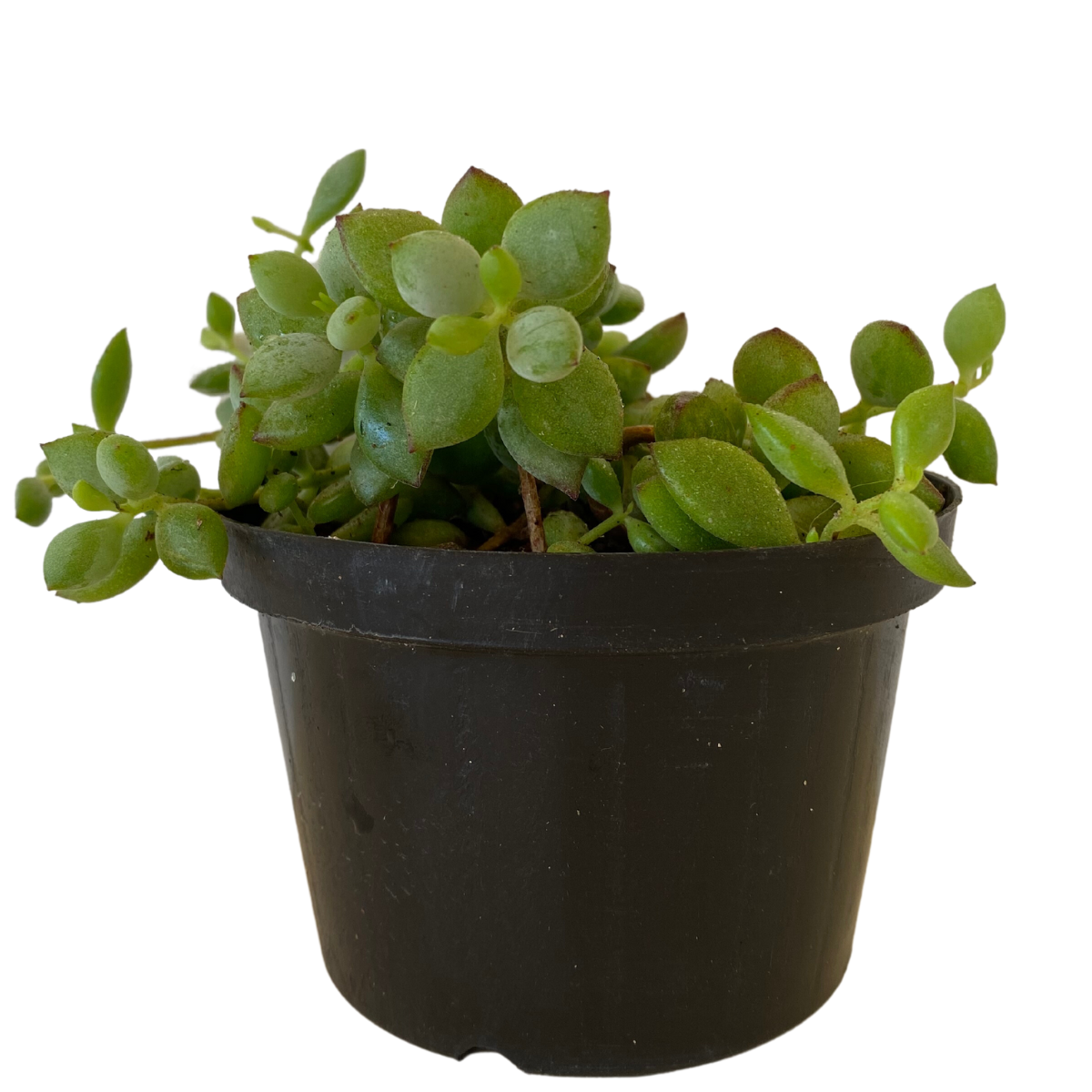 Suculenta Cordão de Botões Pendente Cotyledon Pendens Pote11 - Imagem 3
