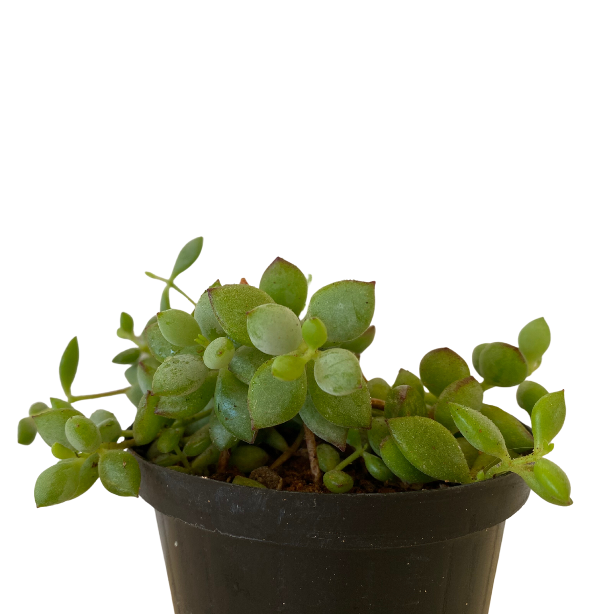 Suculenta Cordão de Botões Pendente Cotyledon Pendens Pote11 - Imagem 4