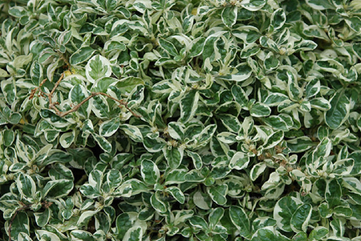 10 Mudas Periquito Branco Alternanthera ficoidean - Imagem 5