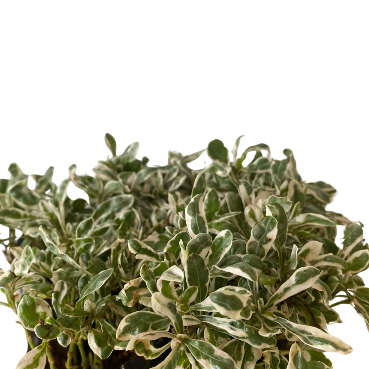 Periquito Branco (Alternanthera ficoidea) - No Saquinho - Imagem 8