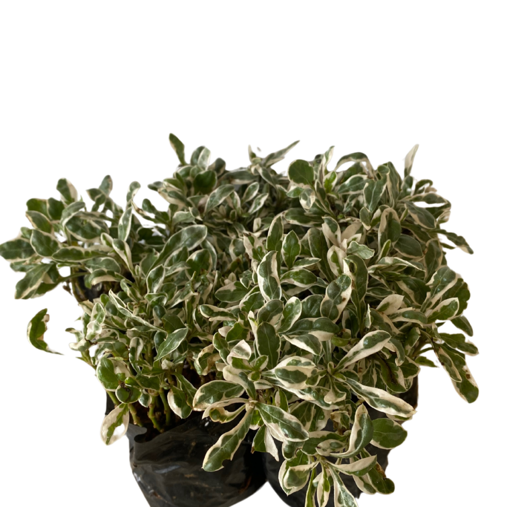 10 Mudas Periquito Branco Alternanthera ficoidean