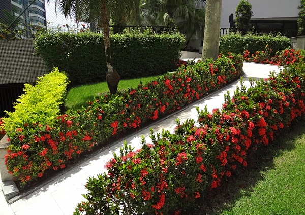 Mini Ixoria Vermelha (Ixora coccinea Compacta) - Mudas no Saquinho - Imagem 5