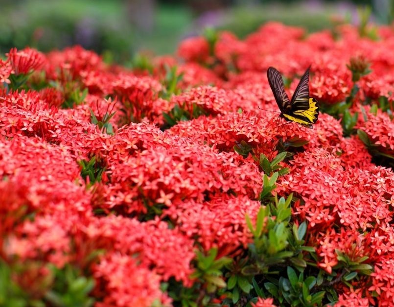 Mini Ixoria Vermelha (Ixora coccinea Compacta) - Mudas no Saquinho - Imagem 6