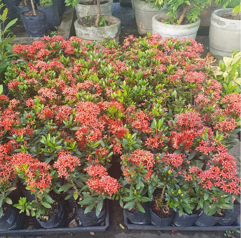 Mini Ixoria Vermelha (Ixora coccinea Compacta) - Mudas no Saquinho - Imagem 7