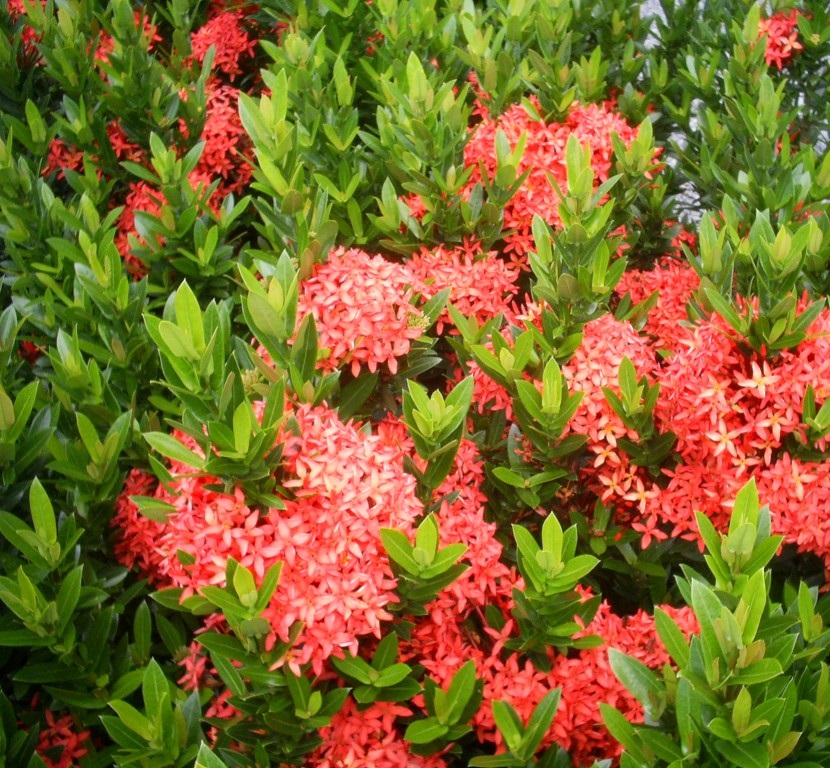 Mini Ixoria Vermelha (Ixora coccinea Compacta) - Mudas no Saquinho - Imagem 8