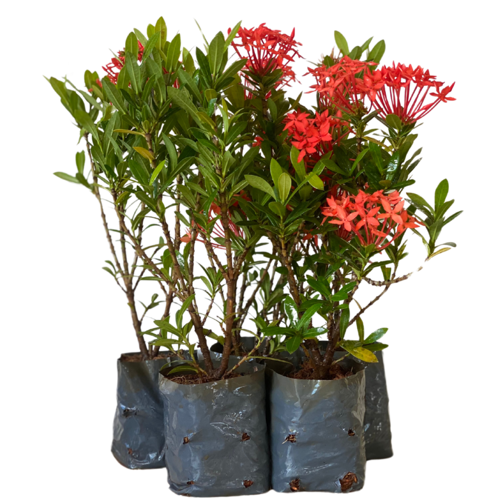 Mini Ixoria Vermelha (Ixora coccinea Compacta) - Mudas no Saquinho