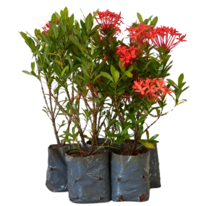 Mini Ixoria Vermelha (Ixora coccinea Compacta) - Mudas no Saquinho