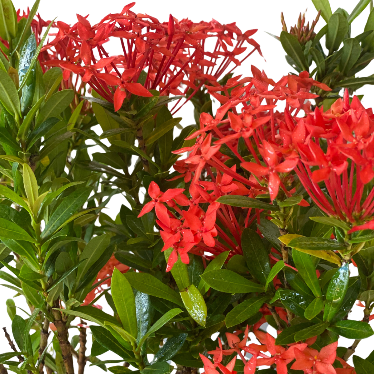 Mini Ixoria Vermelha (Ixora coccinea Compacta) - Mudas no Saquinho - Imagem 3