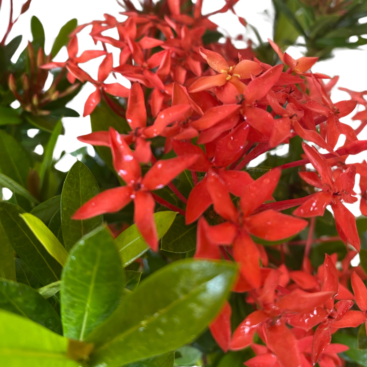 Mini Ixoria Vermelha (Ixora coccinea Compacta) - Mudas no Saquinho - Imagem 4