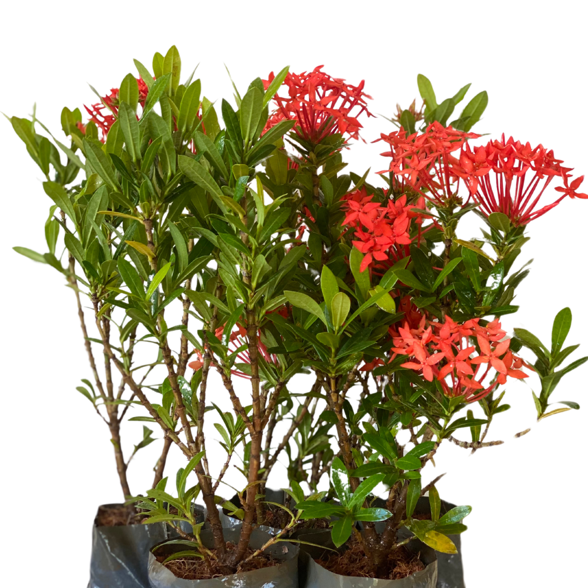 Mini Ixoria Vermelha (Ixora coccinea Compacta) - Mudas no Saquinho - Imagem 2