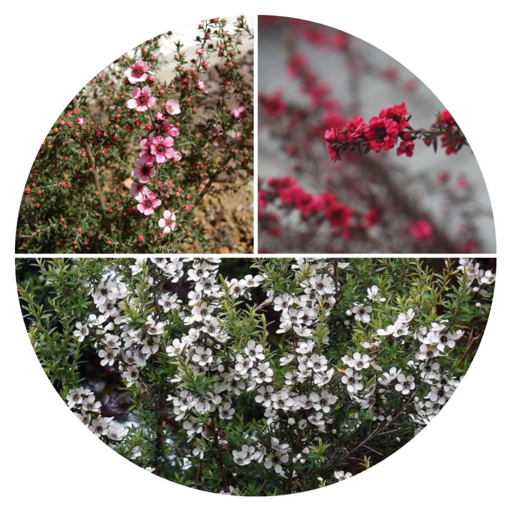 3 Mudas Erika Japonesa Leptospermum Scoparium no Saquinho