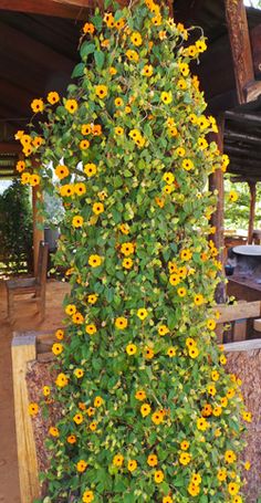 Thumbergia Trepadeira Amarela Thunbergia alata no Saquinho - Imagem 8