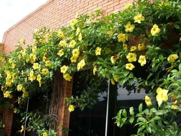 Thumbergia Trepadeira Amarela Thunbergia alata no Saquinho - Imagem 6