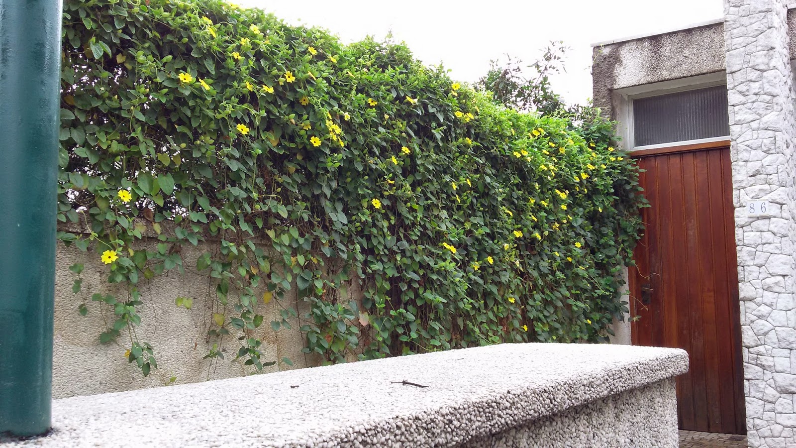 Thumbergia Trepadeira Amarela Thunbergia alata no Saquinho - Imagem 7