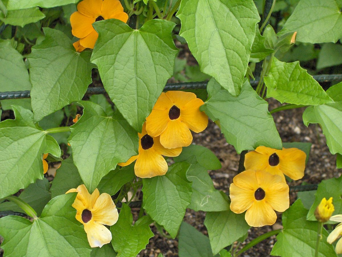 Thumbergia Trepadeira Amarela Thunbergia alata no Saquinho - Imagem 9